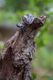 Leaf tailed Gecko;Uroplatus fimbriatus