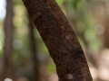 Uroplatus sikorae;Mossy leaf-tailed gecko;Blattschwanzgecko