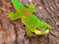 Großer Madagaskar-Taggecko;Phelsuma grandis