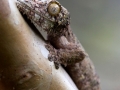 Leaf tailed Gecko;Uroplatus fimbriatus