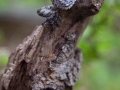 Leaf tailed Gecko;Uroplatus fimbriatus