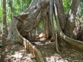 Ankarana NP