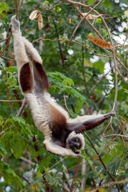 Coquerel-Sifaka;Propithecus coquereli