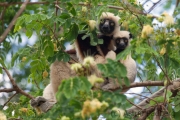 Coquerel-Sifaka;Propithecus coquereli