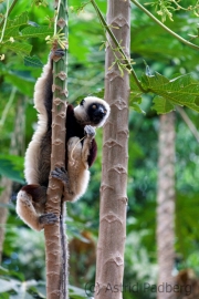 Coquerel-Sifaka;Propithecus coquereli