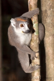 Kronenmaki;Eulemur coronatus