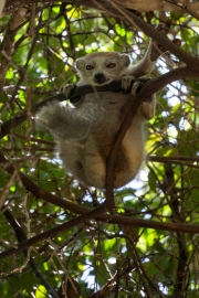 Kronenmaki;Eulemur coronatus