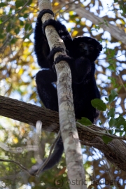 Perrier-Sifaka;Propithecus perrieri