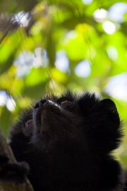 Perrier-Sifaka;Propithecus perrieri