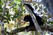 Perrier-Sifaka;Propithecus perrieri