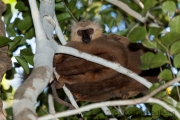 Sanford-Maki;Eulemur sanfordi