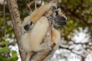 Golden-crowned sifaka;Tattersall's sifaka;Propithecus tattersalli