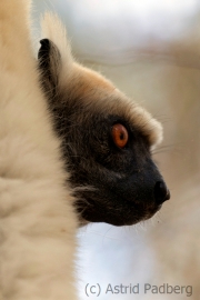 Golden-crowned sifaka;Tattersall's sifaka;Propithecus tattersalli