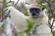 Golden-crowned sifaka;Tattersall's sifaka;Propithecus tattersalli