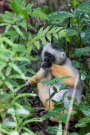 Diademsifaka;simpona;ankomba malandy;Propithecus deckenii;