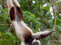 Coquerel-Sifaka;Propithecus coquereli