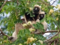 Coquerel-Sifaka;Propithecus coquereli