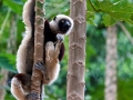 Coquerel-Sifaka;Propithecus coquereli