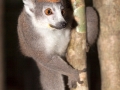 Kronenmaki;Eulemur coronatus