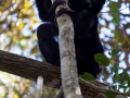 Perrier-Sifaka;Propithecus perrieri