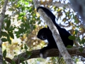 Perrier-Sifaka;Propithecus perrieri