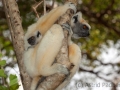 Golden-crowned sifaka;Tattersall's sifaka;Propithecus tattersalli