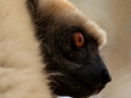 Golden-crowned sifaka;Tattersall's sifaka;Propithecus tattersalli