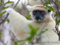 Golden-crowned sifaka;Tattersall's sifaka;Propithecus tattersalli