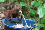 Ringelschwanzmungo;ring-tailed mongoose;Galidia elegans