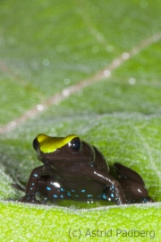 Mantella laevigata; Baumfrosch