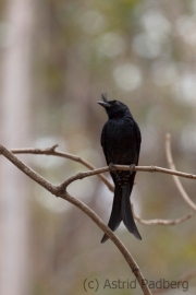 Madagascar Crested Drongo;Dicrurus forficatus