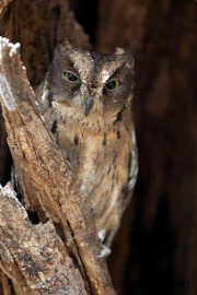 Rainforest Scops Owl;Otus rutilus;Madagascar Scops Owl;Madagaskar-Zwergohreule