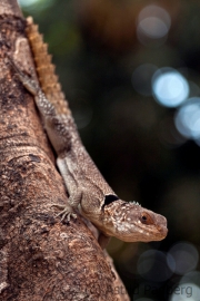 Madagaskar iguana;chalarodon madagascariensis