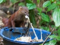 Ringelschwanzmungo;ring-tailed mongoose;Galidia elegans