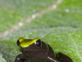 Mantella laevigata; Baumfrosch