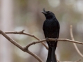 Madagascar Crested Drongo;Dicrurus forficatus