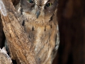 Rainforest Scops Owl;Otus rutilus;Madagascar Scops Owl;Madagaskar-Zwergohreule