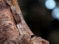 Madagaskar iguana;chalarodon madagascariensis