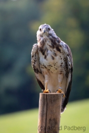 Mäusebussard (buteo buteo)