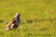 Mäusebussard (buteo buteo)