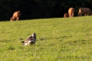 Mäusebussard (buteo buteo)