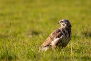 Mäusebussard (buteo buteo)