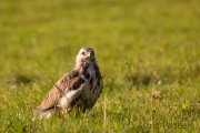 Mäusebussard (buteo buteo)