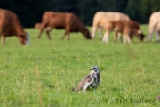 Mäusebussard (buteo buteo)