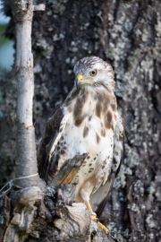 Mäusebussard (buteo buteo)