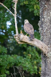 Mäusebussard (buteo buteo)