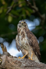 Mäusebussard (buteo buteo)