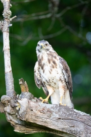 Mäusebussard (buteo buteo)