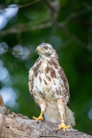 Mäusebussard (buteo buteo)