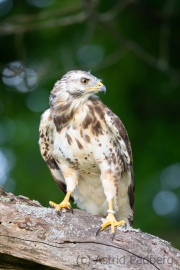 Mäusebussard (buteo buteo)